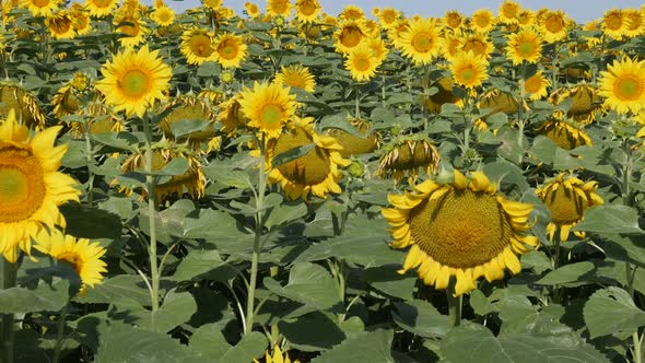 Slow tilt on sunflower Helianthus annuus plant field slow-mo footage
