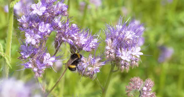4K - Bumblebee foraging flower nectar