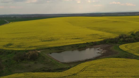 Rapeseed Plantations Under Cloudy Sky