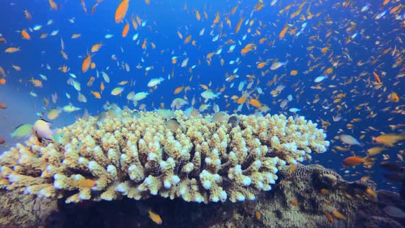 Tropical Fish Corals Marine Reef