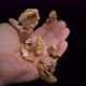 The Walnut Kernels Will Fall Into the Hand on a Black Background - VideoHive Item for Sale