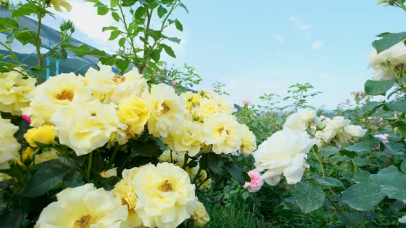 Beautiful delicate picturesque bush blooming roses on a summer day in the park. Rose garden.