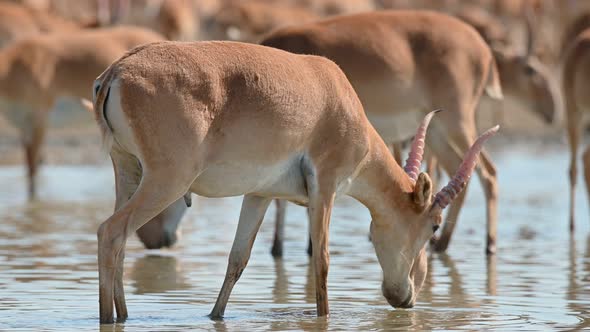 Wild Saiga Antelope or Saiga Tatarica Drinks in Steppe