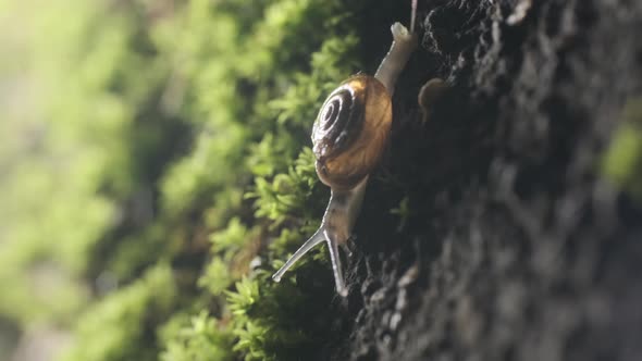 slow snail sliding down a mossy green garden wall backlit