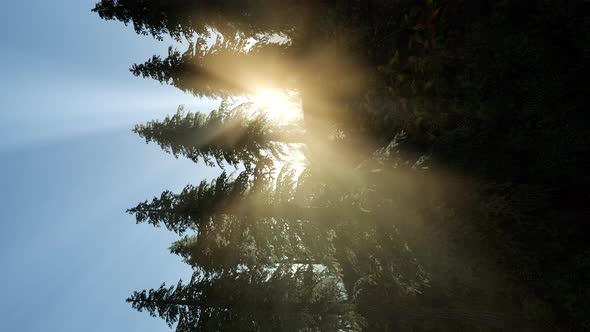 Sun Beams Through Trees