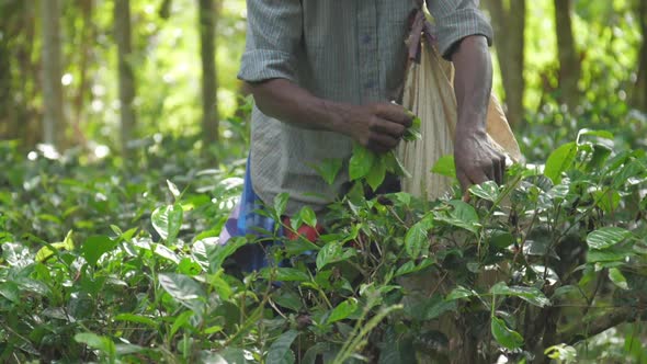 Local Man Hands Gather Green Leaves on Wide Plantation