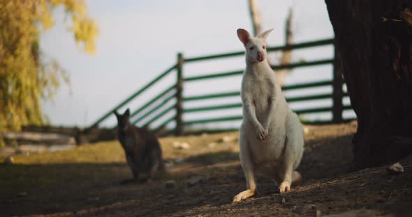 Adult albino red-necked wallaby on a farm, long shot, rack focus. BMPCC 4K