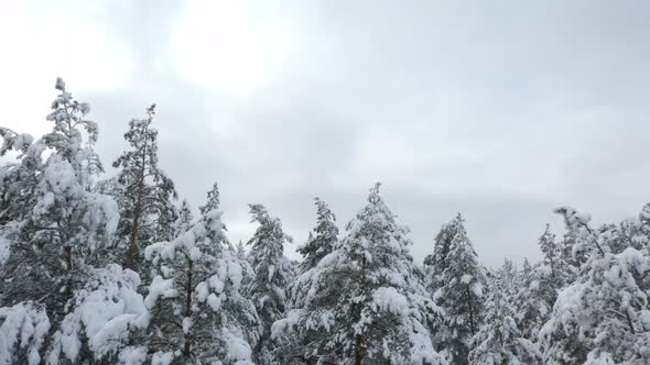 Aerial View of Winter Forest Covered in Snow. Drone Photography - Panoramic Image