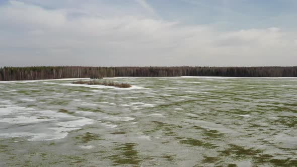 Grass Under the Snow. Frozen Plants in the Field