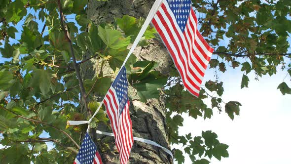 Stars & stripes flags tied around a tree, blowing in the breeze.