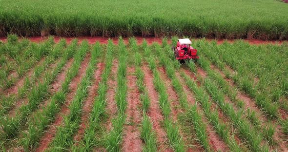 Aerial view of farm tractor working in the plantation.