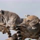 Four Furry Lemurs Sitting on a Dry Tree and Entertaining at Nice Sunset in Summer - VideoHive Item for Sale