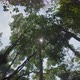 Tree tall green nature top sky sun shines through foliage. - VideoHive Item for Sale