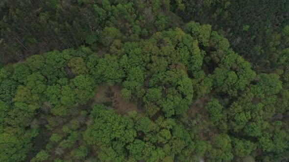 Forest in Highland