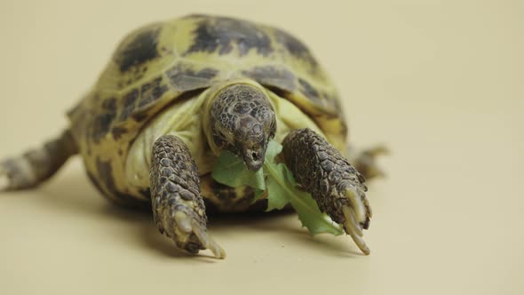 A Turtle Chews a Juicy Green Dandelion Leaf in the Studio on a Beige Background