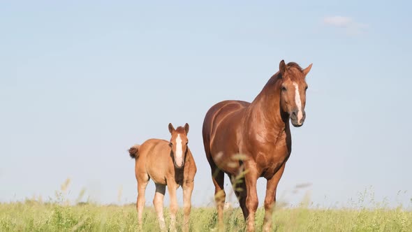 Mom and Baby Horse Standing on a Green Meadow on a Background of Blue Sky