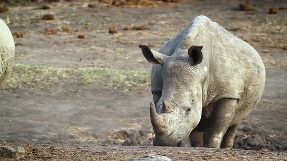 Southern white rhinoceros in Kruger National park, South Africa