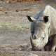 Southern white rhinoceros in Kruger National park, South Africa - VideoHive Item for Sale