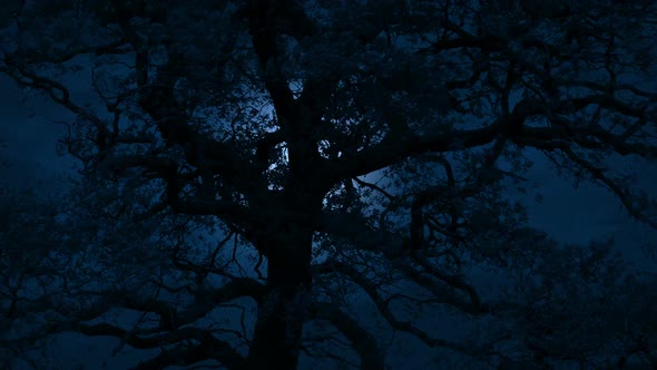 Moon Glowing Behind Large Tree On Stormy Night