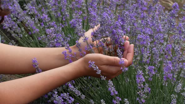 Beautiful woman on a bright sunny day touches lavender with her own hands. Lavender field