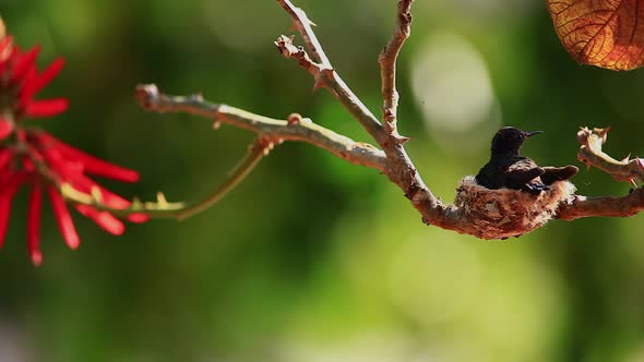Dark green and black hummingbird sits patiently on a nest in the Brazilian Savannah