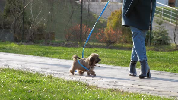 Lovely Puppy with Brown Fur Runs and Shakes Near Owners Legs