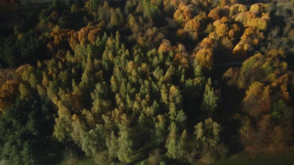 Flying In The Autumn Park. Yellowed Leaves Are Visible On The Trees.