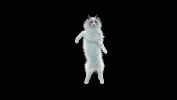 Cat Dancing HD