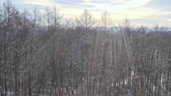 Unveiling drone shot from behind trees flying up smoothly to discover a beautiful snowy landscape wi