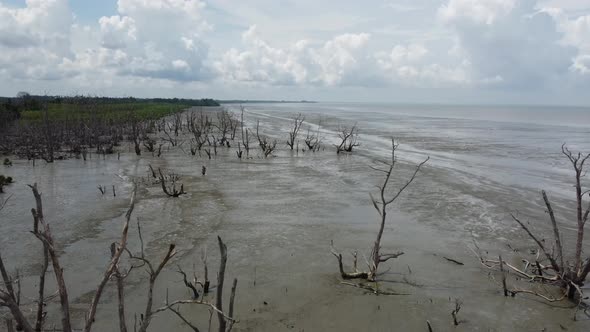 Aerial view dry bald mangrove tree at coastal Pasir Panjang