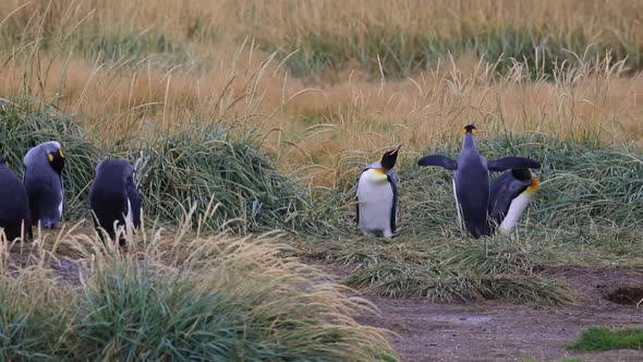 Royal Penguins On Tierra Del Fuego In Chile