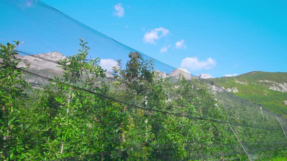 Rural Plantation with Green Apple Trees Growing Under Mesh