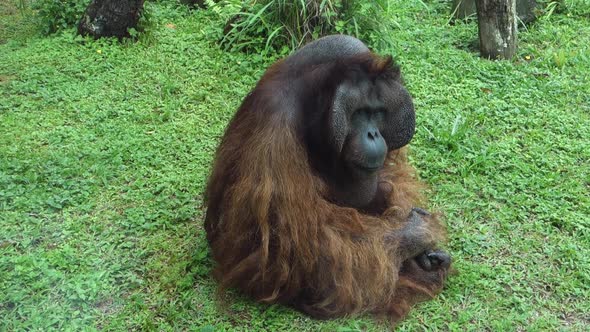 big adult orangutan laying on the grass, close up portrait