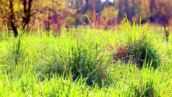 morning in a forest slow motion