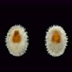 Sea Slug Onchidoris Sp. Under a Microscope, Family Onchidorididae - VideoHive Item for Sale