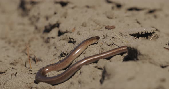 Anguis Fragilis Is A Legless Lizard Reptile Native To Eurasia