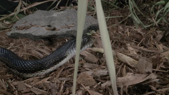 Black rat snake large north american reptile