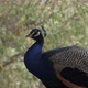 close-up shot of male peacock in profile resting - VideoHive Item for Sale