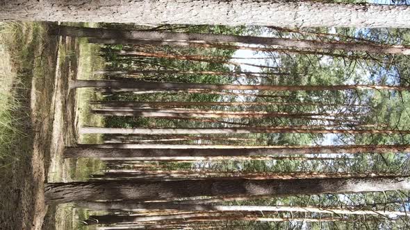 Vertical Video of a Wild Pine Forest Slow Motion