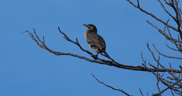 Young great cormorant perched on a branch