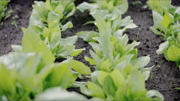 Closeup of Young Plants Growing in a Garden Wet Leaves and Soil