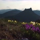 Wild Flowers of Iris Against the Background of High Mountains - VideoHive Item for Sale