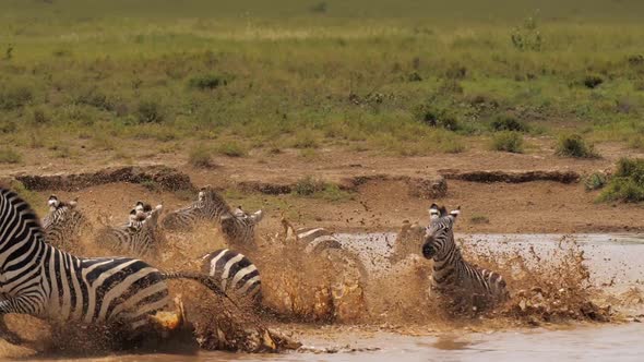 Wild Dazzle of Zebras Cooling in Watering Pond and Scared By Approaching Danger of Predator in