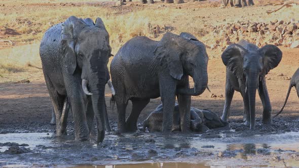 African Elephants In Muddy Waterhole