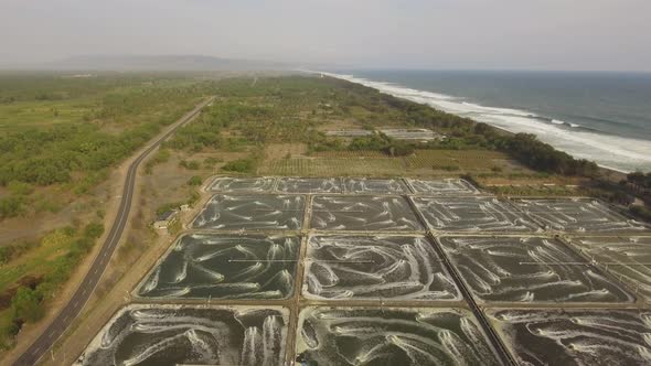 Shrimp Farming in Indonesia