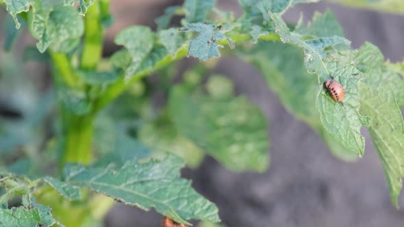 A Group of Colorado Potato Beetles Eat Potato Leaves