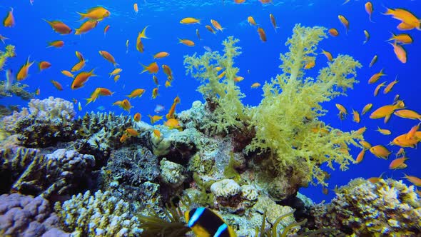 Underwater Reef Clownfish