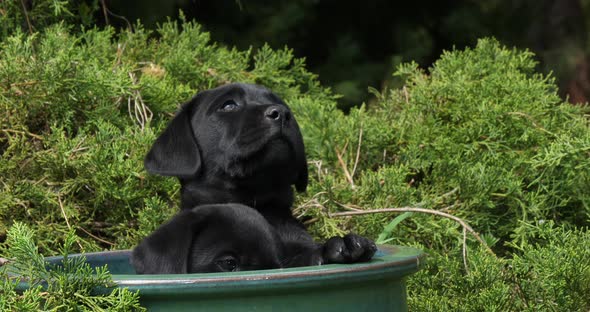 Black Labrador Retriever, Puppies Playing in a Flowerpot, Normandy, Slow Motion 4K