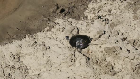 Turtle Crawling on Sand To Water and Dives Into the River.. Slow Motion 240 Fps
