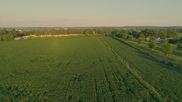 Aerial Pull Back View of Corn and Other Field During Late Afternoon  Sun